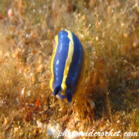 Babosas de mar – Nudibranquios y más