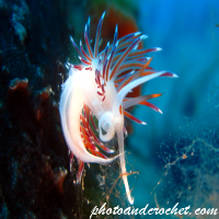 Nudibranch - Image