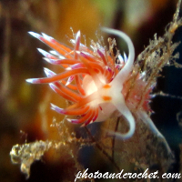 Nudibranch - Image
