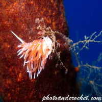 Nudibranch - Image
