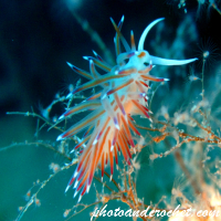 Nudibranch - Image