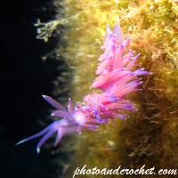 Nudibranch - Image