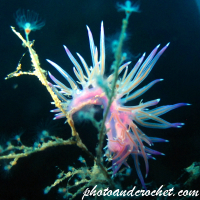 Nudibranch - Image