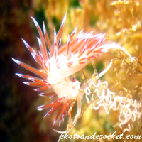 Nudibranch - Image