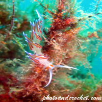 Nudibranch - Image