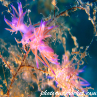 Nudibranch - Image
