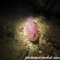 Tunicates