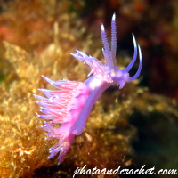 Nudibranch - Image