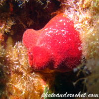 Tunicates