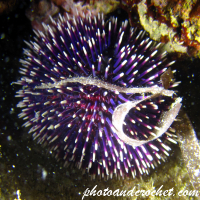White tip sea urchin - Image