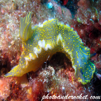 Nudibranch - Image