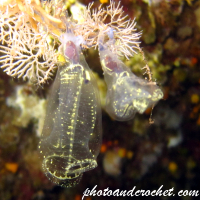 Glass bell tunicate - Image