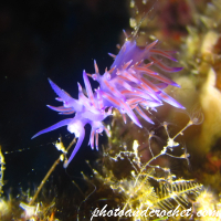 Nudibranch - Image