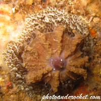 Underwater and Sealife