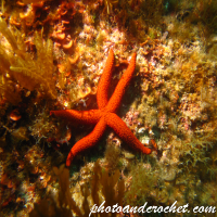 Sea Stars