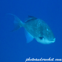 Triggerfish - Image