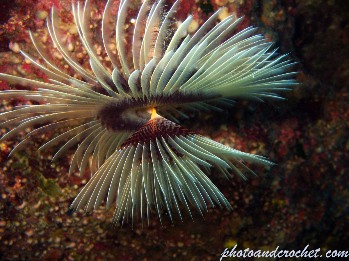 Peacock worm - Image