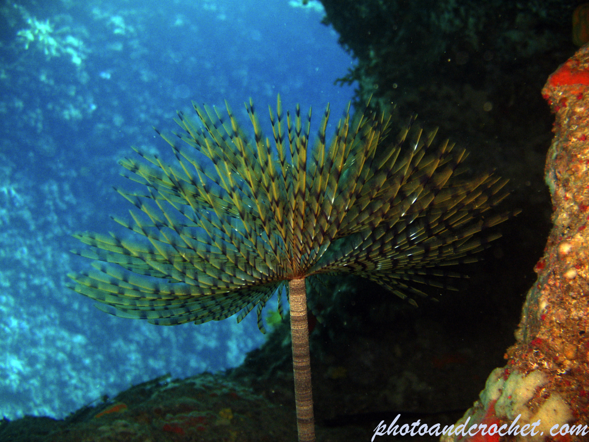 Peacock worm - Image