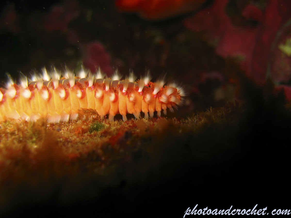 Bearded Fire Worm - Image
