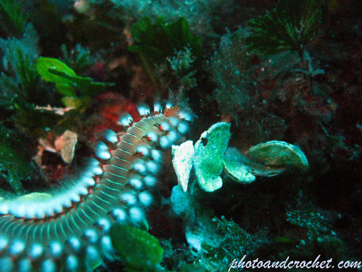 Bearded Fire Worm - Image