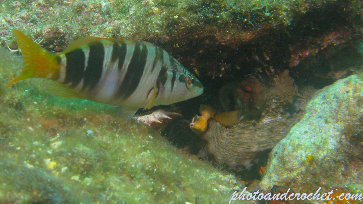 Comber and Octopus - Image