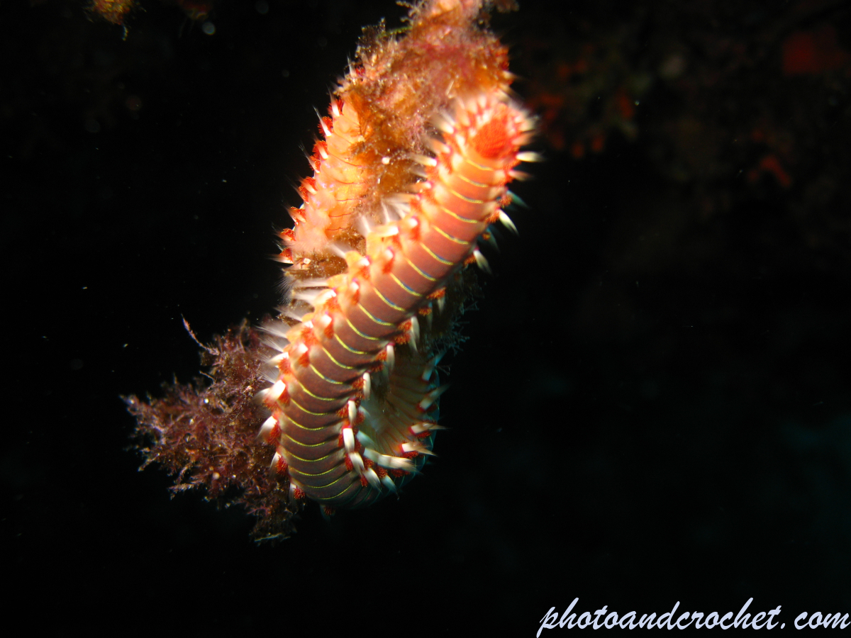 Bearded Fire Worm - Image