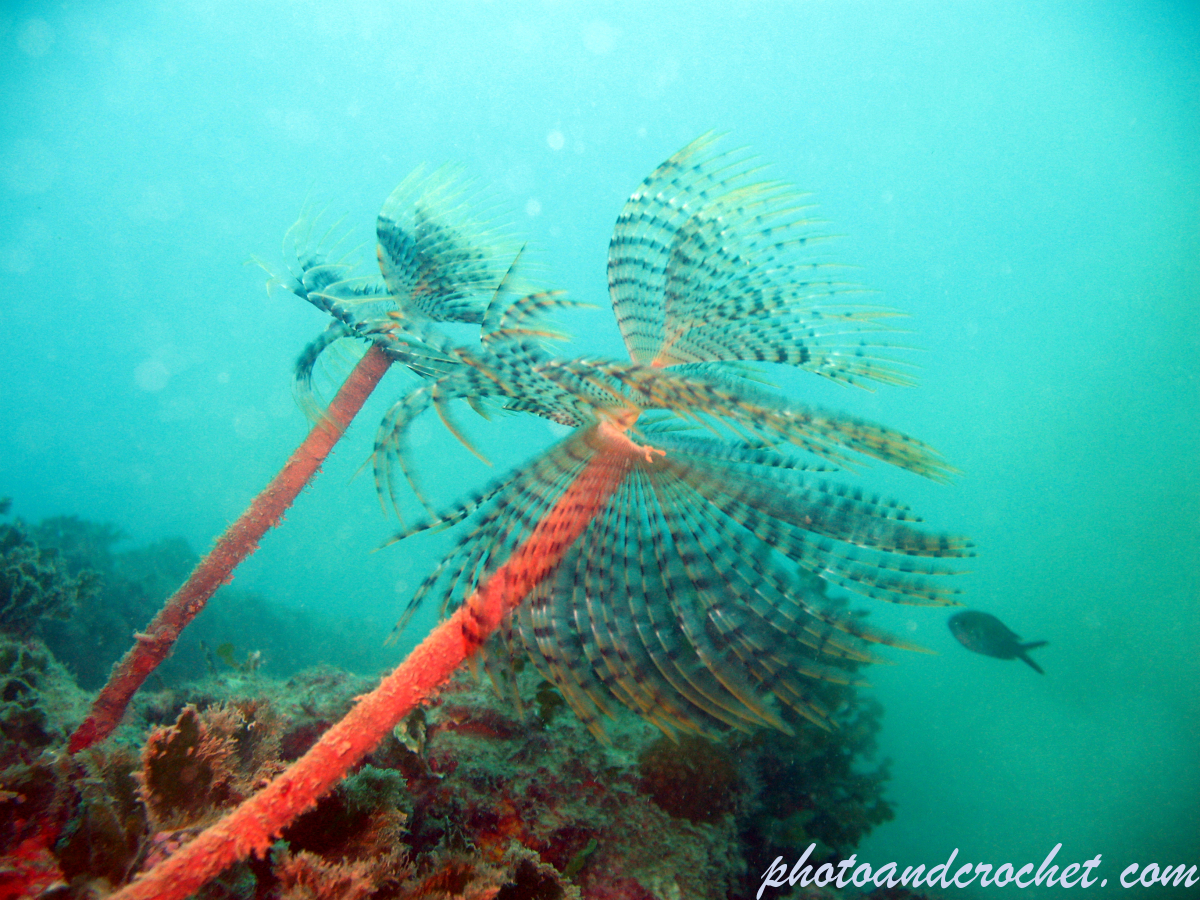 Peacock worm - Image
