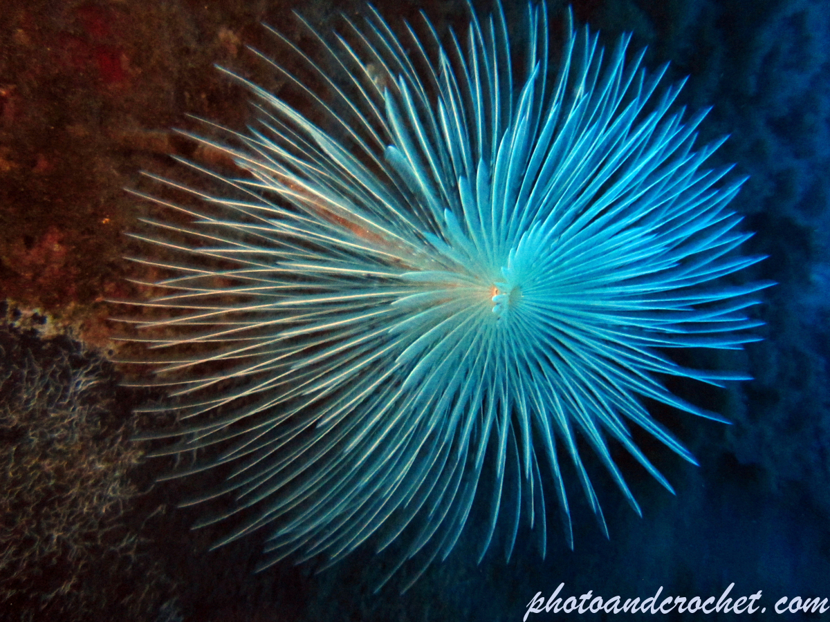 Peacock worm - Image