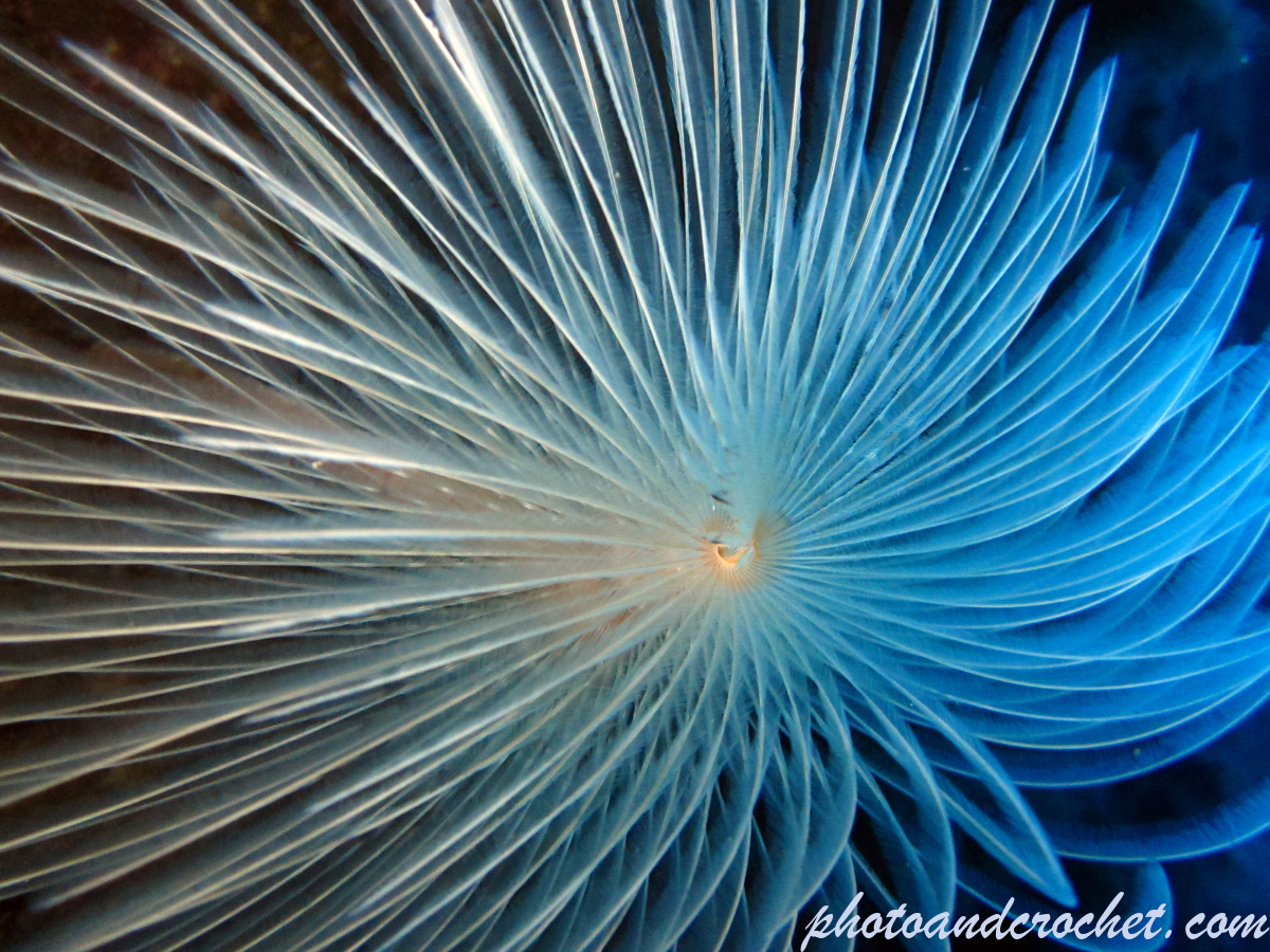 Peacock worm - Image