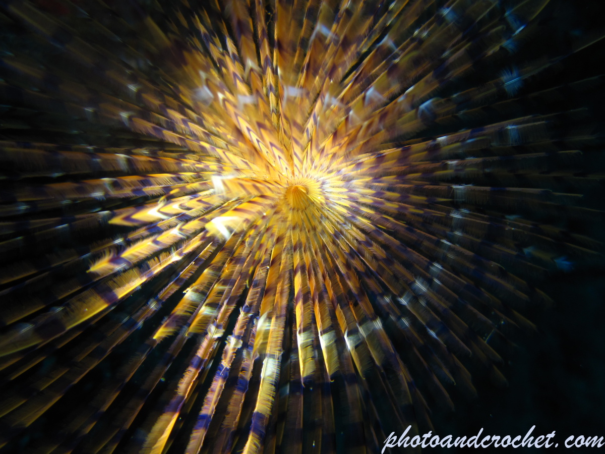 Peacock worm - Image