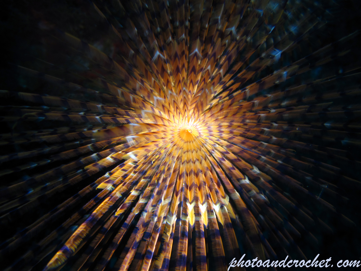 Peacock worm - Image