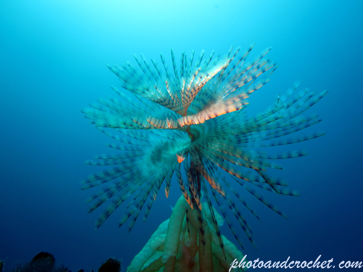 Peacock worm - Image