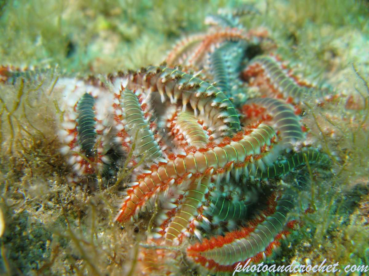 Bearded Fire Worm - Image