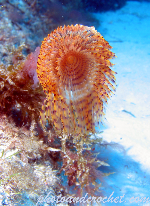 Peacock worm - Image