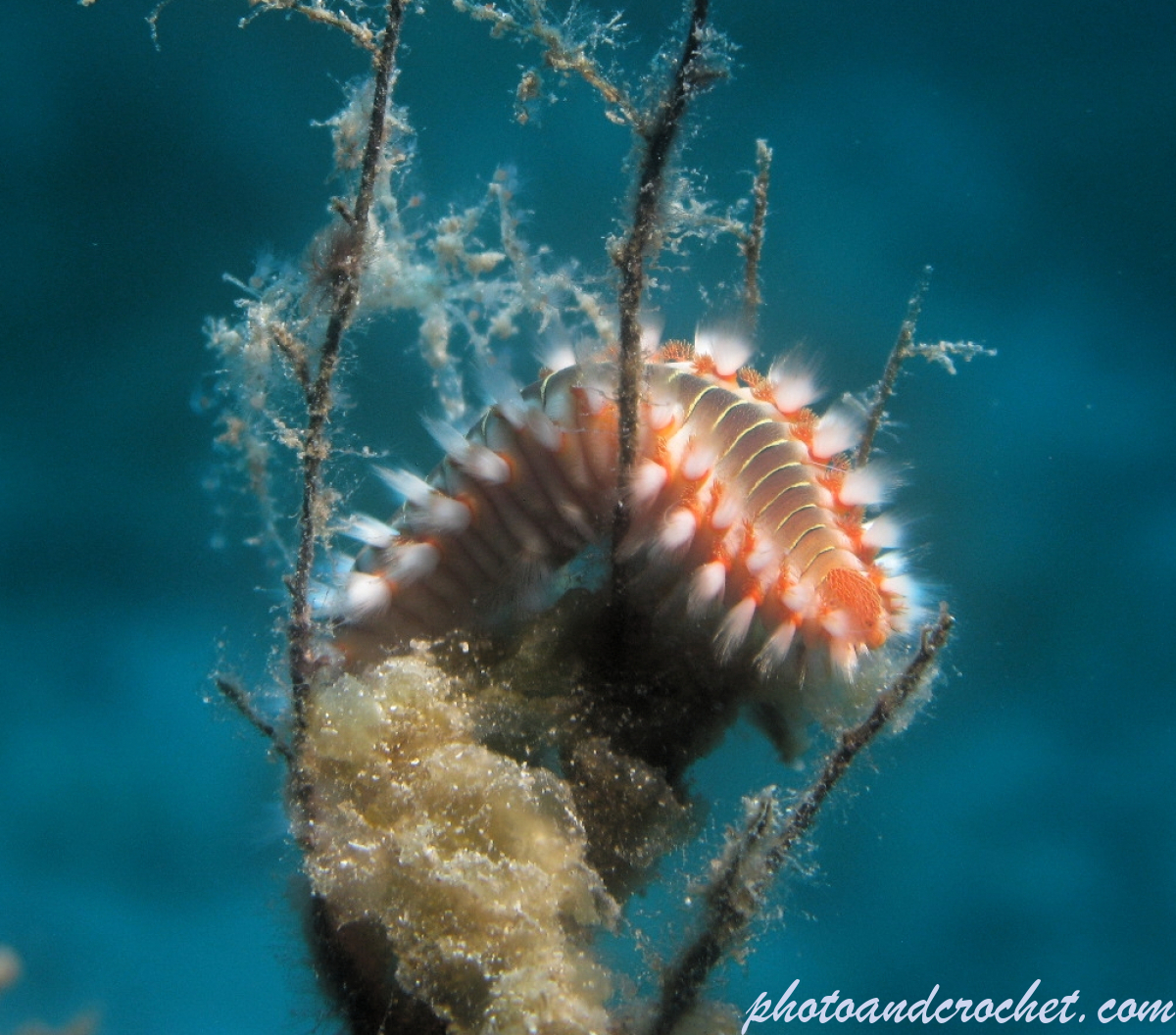 Bearded Fire Worm - Image