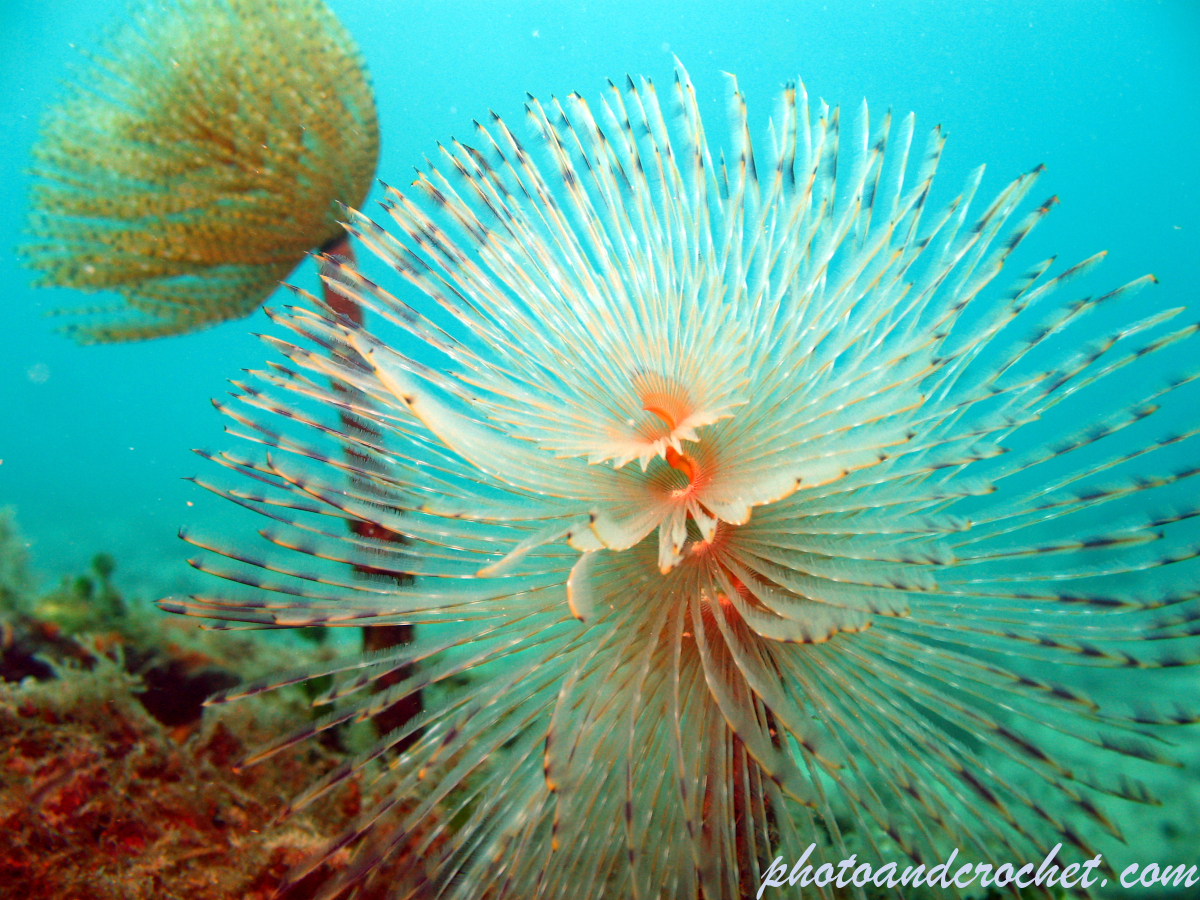 Peacock worm - Image