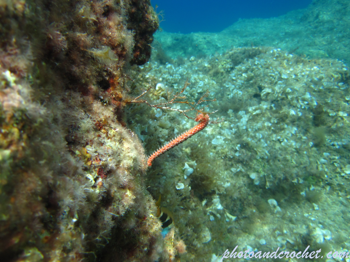 Bearded Fire Worm - Image