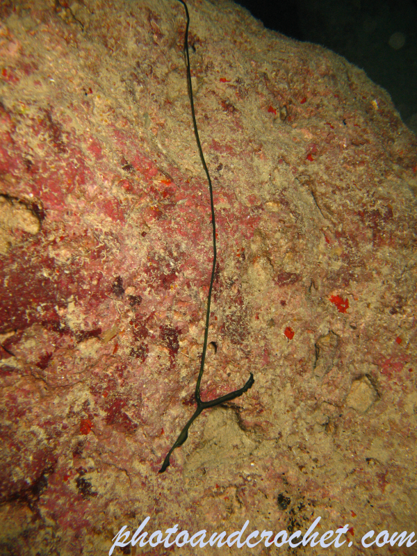 Bonellia viridis - Image