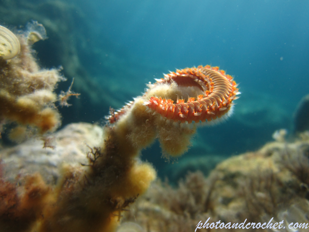 Bearded Fire Worm - Image