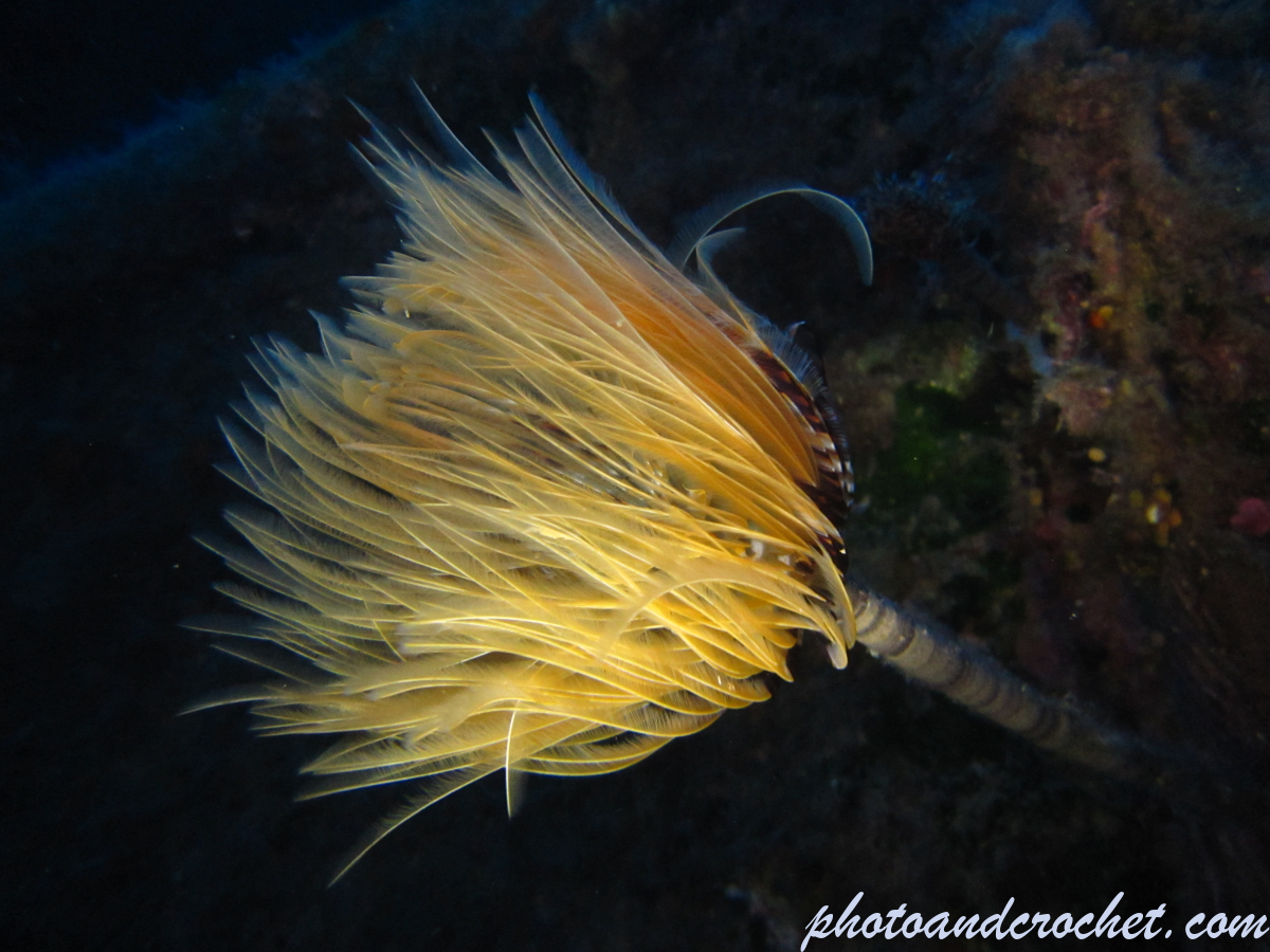 Peacock worm - Image