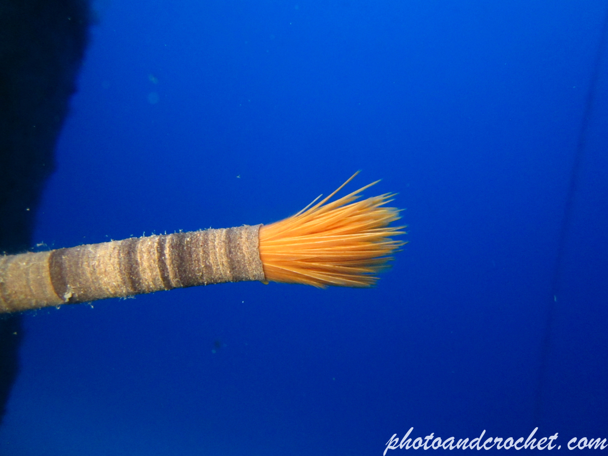 Peacock worm - Image