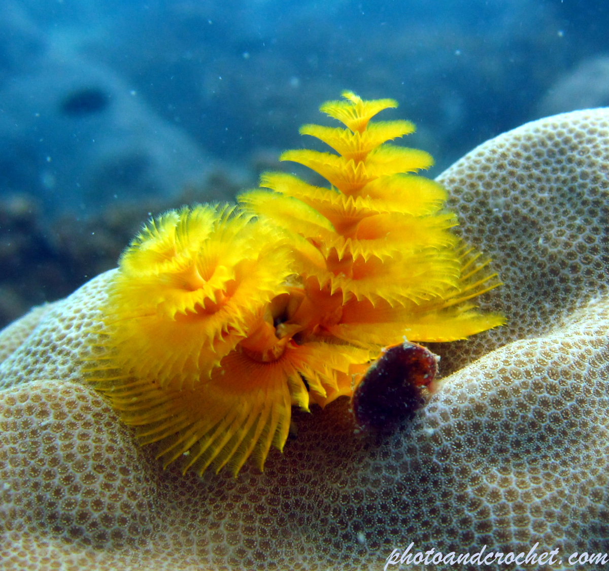 Christmas tree worm - Image
