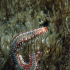 Bearded Fire Worm - Image