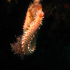 Bearded Fire Worm - Image