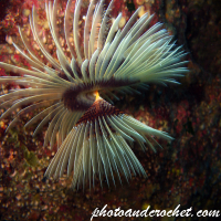 Underwater and Sealife