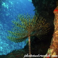 Peacock worm - Image