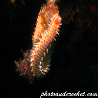 Bearded Fire Worm - Image