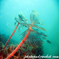 Peacock worm - Image