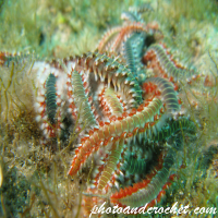 Bearded Fire Worm - Image