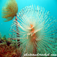 Peacock worm - Image